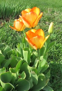 Orange-Flowers