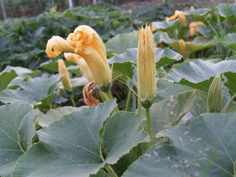 Pumpkin  Blossom