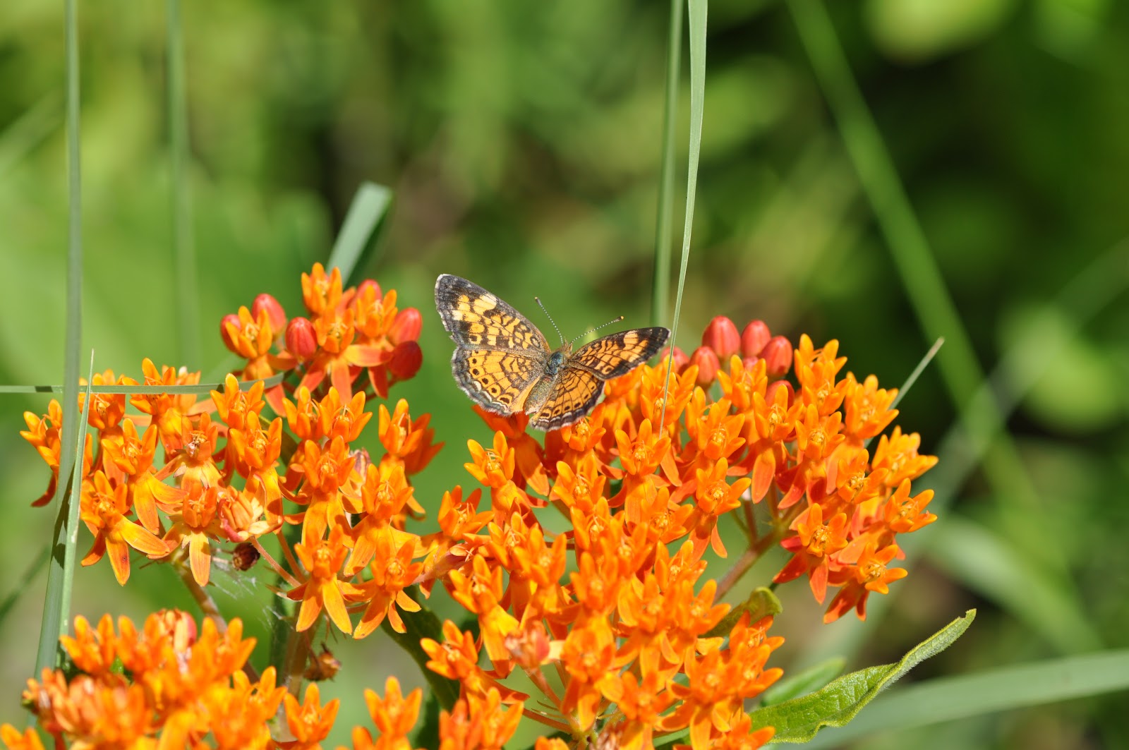 Pollinators