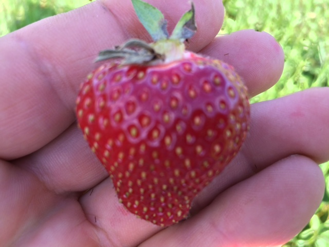 Strawberry-Time