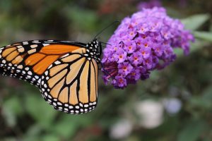 monarch-1058974_960_720